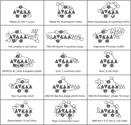 Topological diagrams of representative RNHL superfamily structures. α-helices are shown as circles, β-strands are shown as triangles. Orientation of the triangles shows the orientation of the β-strands, with vertex of the triangle pointing up for the β-strand pointing toward the reader, and vertex of the triangle pointing down for opposite orientation of the β-strand. Universally conserved elements are shown in gray, variable elements are in white.