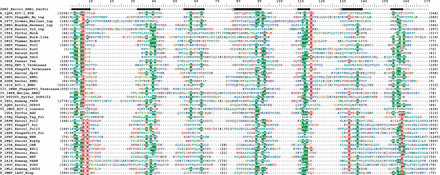 Structure-based multiple sequence alignment of the core of the RNase H-like domain of the 41 structural representatives. Sequences are denoted by a letter indicating their clade (described in this work), PDB code, six-letter abbreviation for genus and species and a common name, abbreviated in most cases. Residues are colored by physicochemical properties of their side chains, and background-colored positions are those showing at least 40% identity/similarity. The variable termini and insertions are not shown; the number of omitted residues is indicated in parentheses. Secondary structure elements determined for selected representative are shown above the alignment, where α-helices are represented by tubes, β-strands by arrows and loops by continuous lines.