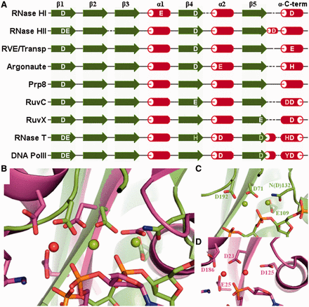 Configuration of the active site. (A) Known and predicted catalytic residues in exemplary RNHL families with respect to the secondary structure of the catalytic core. Catalytic residues are shown in white. Conserved residues important for the activity but not directly involved in catalysis are shown in gray. (B) Superposition of the active sites of RNase H1 (D132N mutant) from B. halodurans (PDB code: 1zbi; shown in green) and RNase T from E. coli (PDB code: 3nh1; shown in magenta), with metal ions and substrate nucleic acids bound. (C) Active site of RNase H1 from B. halodurans (in the same orientation as in panel B). (D) Active site of RNase T from E. coli (in the same orientation as in panel B).