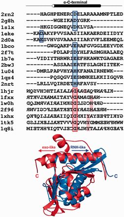 Sequence alignment of the exemplary C-terminal α-helices of the catalytic core and comparison of its two alternative orientations. Sequences are denoted by the PDB code. Position colored in red and blue indicates position of the last catalytic amino acid. Direction of the α-helix from N- to C-terminus is indicated by arrows.