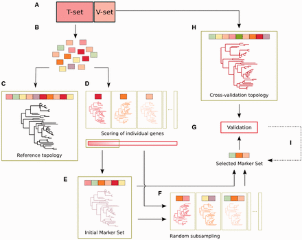 Schematic representation of the proposed marker selection pipeline, including the training and the validation steps. (A) The complete set of available genomes is divided into a training and validation set. (B) For the validation set, orthologous groups of genes present in single copy in all the species are selected and aligned. (C) A phylogeny reconstructed from the analysis of the concatenated alignments is considered as the reference topology. (D) Individual alignments are also used to build individual gene phylogenies. The similarity of these phylogenies to the reference topology is used to score the phylogenetic informativeness of the genes, which are ranked accordingly. (E) Top-scoring genes are concatenated sequentially until the resulting alignment yields a phylogeny identical (or sufficiently similar according to a given similarity threshold) to the reference topology. The gene families in such a concatenated alignment constitute the ‘initial marker set’, which is sufficient to obtain the desired level of resolution; as indicated, it is possible to move directly to the validation phase or to optimize the markers set size. (F) Smaller sets of marker genes with resolving power equal to the initial marker set are searched for iteratively by random subsampling of available markers either from the whole set or from the current set of markers, and evaluation of the resulting phylogenies. The process is finished when a sufficiently small marker set with sufficiently high resolution power is found or, alternatively, when the full combinatorial space has been explored. (G) Selected marker gene sets are validated against reference topologies that include species of the validation set. (H and I) Alternative sets of marker genes can be tested if previously selected ones fail during the validation phase.