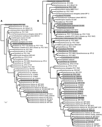 Cyanobacterial phylogenies comprising different sets of species. (A) Reference tree for the training phase, comprising 43 species. Grey boxes indicate which species were used as seed to perform the BLAST searches. (B) Tree inferred using the concatenation of all available gene markers for the 62 species used in this study. Grey boxes indicate which species were used as query to perform the BLAST searches during the training phase. Light grey boxes indicate species which belong to the validation set. Dark grey circles indicate conflicts between this tree and the one reconstructed using only the proposed six gene markers. Chi-square–based parametric branch supports were computed using an approximate likelihood ratio test and are not shown in the tree because all of them are equal to 1.