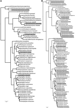 Ascomycota fungal phylogenetic trees comprising different sets of species. (A) Reference tree for the training phase, comprising 55 species. Grey boxes indicate which species were used as seed to perform the BLAST searches. (B) Tree inferred using the concatenation of all available gene markers for the 83 species used for the analyses. Grey boxes indicate which species were used as query to perform the BLAST searches during the training phase. Light grey boxes indicate species which belong to the validation set. Dark grey circles indicate conflicts between this tree and the one reconstructed using only the proposed four gene markers. Chi-square–based parametric branch supports were computed using an approximate likelihood ratio test and are not shown in the tree because all of them are equal to 1.