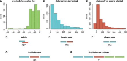 Distribution of promoter architectures in E. coli. We considered the binding sites in E. coli K-12, which were listed in RegulonDB (58). (A–C) plot histograms of the overlap or the distance between two sites that form a (A) switch, (B) barrier and (C) cluster. Next, we counted the number of (D) switches, (E) barriers and (F) clusters and found that these building blocks are frequently encountered in E. coli K-12 genome. For the barrier and cluster pairs, we consider binding sites that are <10 bp apart. In (G) and (H), we presented some examples of complex promoters: (G) double barrier and (H) double barrier cluster.