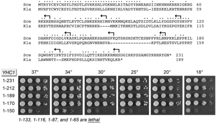 Yhc1-D36A exacerbates cs Prp28 mutations. Cultures of yhc1Δ prp28Δ cells bearing the indicated PRP28 and YHC1 alleles on CEN HIS3 or CEN LEU2 plasmids, respectively, were grown at 34°C and spot-tested for growth on YPD agar. The plates were photographed after incubation for 3 d at 30 and 34°C or 4 d at 25°C.
