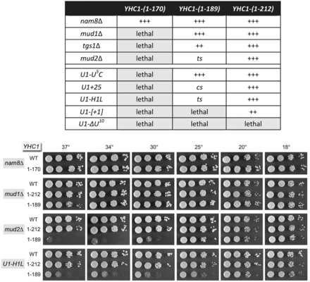 Genetic interactions of SmD3 mutants. (A and B) Mutational synergies with mud1Δ and mud2Δ. Yeast smd3Δ strains bearing the indicated SMD3 allele on CEN LEU2 plasmid in an otherwise wild-type (panel A), mud1Δ (panel B) or mud2Δ (panel B) background were spot-tested for growth on YPD agar at the temperatures specified. (C) Bypass of prp28Δ. Yeast smd3Δ prp28Δ cells bearing wild-type SMD3 or SMD3-E37A-D38A on a CEN LEU2 plasmid and either p(CEN HIS3 PRP28) or an empty CEN HIS3 plasmid were grown in liquid culture at 37°C. After adjustment to the same cell density (by A600), serial 10-fold dilutions were spotted to YPD agar. The plates were photographed after incubation for 2 d at 30, 34 and 37°C or 3 d at 25°C.