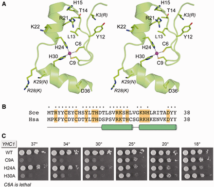 Synthetic genetic interactions of Yhc1 C-terminal truncations. (Top panel) Plasmid shuffle assays were used to test whether the truncated YHC1 alleles were functional in the genetic backgrounds specified in the left column. Synthetic lethality was indicated by failure to form colonies on FOA agar after 8 d at 20, 30 and 37°C. Cultures of viable FOA-resistant cells were grown in YPD broth at 30°C and the growth phenotypes were assessed by spotting serial 10-fold dilutions. Exemplary spot tests are shown in the bottom panel. Growth is tabulated in the top panel as follows: +++ denotes growth similar to the pertinent strains bearing wild-type YHC1; ++ indicates smaller colony size than the strain bearing wild-type YHC1; ts signifies a temperature-sensitive growth defect; cs indicates a cold-sensitive growth defect.