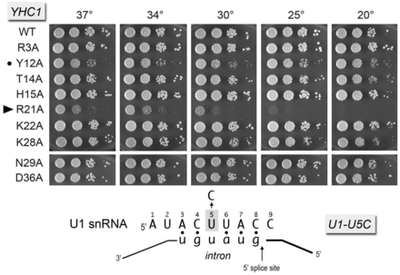 Synthetic interactions of Yhc1-Ala mutants with Mud2 and Nam8. Yeast strains bearing the indicated YHC1 alleles in the mud2Δ (panel A) or nam8Δ (panel B) backgrounds were spot-tested for growth at the temperatures specified. YHC1-R21A failed to complement mud2Δ yhc1Δ in a plasmid shuffle assay and was deemed synthetic lethal. Alleles with strong synthetic growth defects are indicated by ► at left.