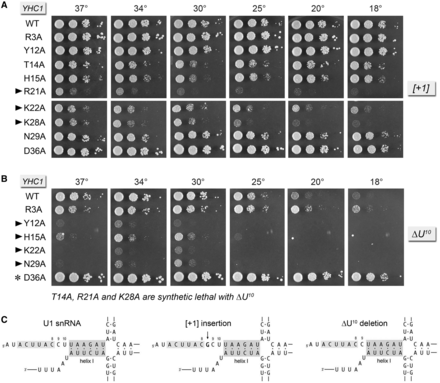Synthetic interactions of Yhc1-Ala mutants with Tgs1. Yeast tgs1Δ yhc1Δ strains bearing the indicated YHC1 alleles were spot-tested for growth at the temperatures specified. The stronger synthetic growth defects are indicated by ► at left. Alleles with milder synergies are denoted by •.