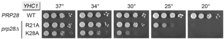Synthetic interactions of Yhc1-Ala mutants with U1 snRNA mutant U5C. The U1-U5C yhc1Δ strains bearing the indicated YHC1 alleles were spot-tested for growth at the temperatures specified. The severe synthetic growth defect of the R21A allele is denoted by ► at left. The milder synergy with Y12A is denoted by •.