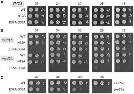 Yhc1 R21A and K28A bypass the requirement for the essential PRP28 gene. Yeast prp28Δ yhc1Δ cells harboring the indicated YHC1 allele on a CEN HIS3 plasmid and either wild-type PRP28 (CEN LEU2) or an empty CEN LEU2 plasmid (prp28Δ) were grown in liquid cultures at 37°C to mid-log phase. The cultures were adjusted to A600 of 0.1, and aliquots of serial dilutions were spotted to YPD agar. Photographs of the plates after incubation for 2 d (30, 34, 37°C) or 4 d (20, 25°C) are shown.