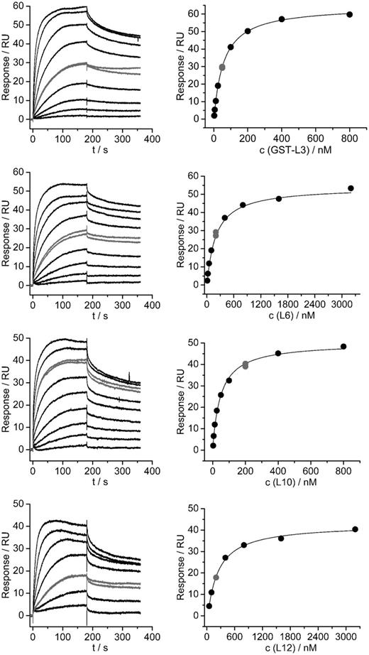 Interactions of selected large ribosomal subunit proteins with seryl-tRNA synthetase analyzed by SPR. SPR sensorgrams for the interaction between SerRS and particular ribosomal protein are shown on the left, and evaluation of the obtained experimental curves with a Steady State Affinity model is shown on the right. A single independent titration is shown for each protein. For each titration, a single concentration of the protein was repeated to see the repeatability of the results (shown in gray color). Table 2 reports the obtained KD values.