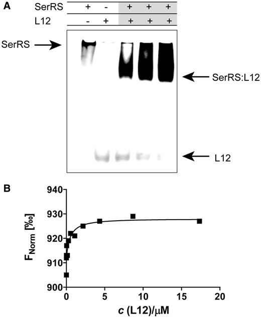 Seryl-tRNA synthetase associates with large ribosomal subunit protein L12 in gel-shift assay and thermophoresis. (A) Binding of L12 to mSerRS in gel mobility shift assay. L12 (6 µM) was mixed with various amounts of mSerRS (2–6 µM), and complexes were subjected to electrophoresis in a 9% native polyacrylamide gel. The addition of mSerRS retarded the mobility of acidic L12 protein in gel. (B) Association of L12 and mSerRS in MST. For MST analysis, we have kept the concentration of labeled mSerRS constant, while the concentration of the nonfluorescent binding partner (L12) was varied between 0.528 nM–17.32 μM. After a short incubation, the samples were loaded into MST NT.115 enhanced grade hydrophilic glass capillaries and the MST-analysis was performed using the Monolith.NT.115. KD of 0.46 ± 0.063 µM was determined for this interaction.