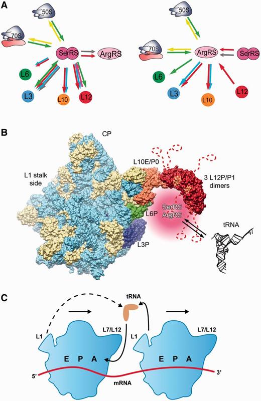Summary of molecular interactions between aaRSs and the ribosome. (A) Interactions successfully confirmed using different methods are indicated by arrows: SPR (red), thermophoresis (green), gel-shift (pink), cross-linking (light blue), yeast two-hybrid (grey) and ribosome sedimentation assay (yellow). (B) Methanothermobacter thermautotrophicus 50S ribosomal subunit with modeled L7/L12 stalk showing the synthetase binding region. Ribosomal proteins are shown in beige and rRNA is shown light blue. Proteins of the synthetase binding region (L3, L6, L10 and L12) are shown in blue, green, orange and red, respectively. The region to which aaRSs are recruited by their ribosomal interaction partners is shown in pink beneath the L7/L12 stalk base in the vicinity of ribosomal proteins L6 and L3. The visualization was based on PDB IDs 4ADX (39), 3CC2 (40) and 3A1Y (41). The highly mobile P1 (L12) C-terminal domains and linkers are indicated as dashed lines. (C) Working model for tRNA recycling in polysomes. In polysomes, recycling of tRNAs exiting from the E-site of one ribosome to the next ribosome in the polysome (solid lines) may be favored over recycling to the same ribosome (dashed line).