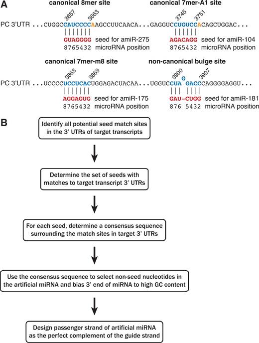 Design of artificial miRNAs with seed matches to multiple target genes. (A) Artificial miRNAs (amiRs) were designed with seeds that matched canonical or non-canonical sites within each target transcript. Examples of base pairing between a miRNA seed region and the PC 3′ UTR are shown for each seed match type. (B) Schematic of the artificial miRNA design algorithm.