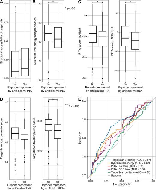 Artificial miRNA activity is modestly predicted by base pairing at the miRNA 3′ end. (A) The probability of each artificial miRNA seed match site in the PC and GLS 3′ UTR reporter genes being structurally accessible (i.e. single-stranded) was calculated, and the most accessible site was determined for each miRNA/reporter pair. Boxplots represent the structural accessibility probability values for miRNA/reporter pairs in which the miRNA did or did not repress the reporter. A t-test yielded P > 0.05. (B) The minimum free energy of hybridisation between each artificial miRNA and the PC and GLS 3′ UTRs was calculated, and the hybridisation site with the lowest free energy was determined for each miRNA/gene pair. Boxplots represent the minimum free energy for miRNA/gene pairs in which the miRNA did or did not repress the corresponding 3′ UTR reporter. A t-test with P < 0.01 is indicated by the single asterisk. (C) Target prediction scores were calculated using the PITA algorithm for each artificial miRNA and the PC and GLS 3′ UTRs, using settings that excluded flanking nucleotides (left) or considered 3 upstream and 15 downstream flanking nucleotides (right). Boxplots represent the scores for miRNA/gene pairs in which the miRNA did or did not repress the corresponding 3′ UTR reporter. t-tests with P < 0.01 are indicated by a single asterisk. (D) TargetScan total context+ scores (left) were calculated for each artificial miRNA and the PC and GLS 3′ UTRs. The total sub-score for 3′ end base pairing, calculated as part of the context+ score, was analysed separately (right). Boxplots represent the indicated scores for miRNA/gene pairs in which the miRNA did or did not repress the corresponding 3′ UTR reporter. A t-test of the 3′ pairing score with P < 0.001 is indicated by the double asterisk. A t-test of the context+ score yielded P > 0.05. (E) The ability of the indicated measures of miRNA targeting to predict repression of PC and GLS 3′ UTR reporter genes by each artificial miRNA were compared by plotting sensitivity versus specificity. The area under the curve (AUC) for each prediction method is indicated. A random prediction is shown as a dashed line.