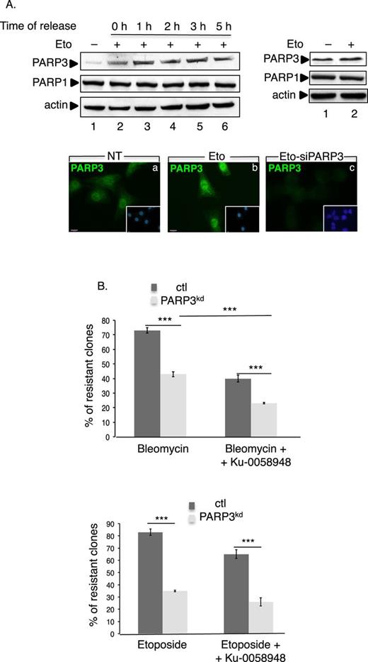 PARP3 responds to and promotes survival upon the induction of double-strand breaks. (A) Enhanced expression of PARP3 upon etoposide treatment. Upper left panel: MDA-MB231 cells were either mock-treated (lane 1) or exposed to etoposide (Eto, 50 μM) (lanes 2–6) for 3 h and then released in fresh medium for the indicated time points (0 h, indicates no release). Equivalent amounts of nuclear extracts were analyzed by western blotting using the indicated antibodies. Upper right panel, MDA-MB231 cells were either mock-treated (lane 1) or treated with etoposide (Eto, 50 μM, 3 h, lane 2) and equivalent amounts of total protein extracts were analyzed by western blotting as above. Lower panel: representative immunofluorescence pictures showing the nuclear staining of PARP3 (green) in treated (b and c, Eto, 50 μM, 3 h) or nontreated (a, NT) MDA-MB231 cells. In (c), the etoposide treatment and immunofluorescence were performed 48 h after transfection with siPARP3. Insets: nuclei are stained in blue with DAPI. (B) The depletion of PARP3 sensitizes cells to DSB-inducing agents. Clonogenic survival of bleomycin-treated (upper panel) or etoposide-treated (lower panel) control (ctl) and PARP3kd cells in the absence or in the presence of the PARP1 inhibitor Ku-0058948 (100 nM). Experiments were performed >3 times giving similar results. Mean values of triplicates ±SD are indicated. ***P< 0.001. The depletion of PARP3 in the PARP3kd cells was verified by qRT-PCR (Supplementary Figure S1Ba).