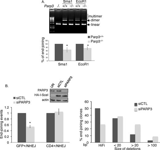 PARP3 promotes DSB repair by NHEJ. (A) Parp3−/− spleen cell extracts display reduced DNA end-joining activity. In vitro end joining of a Sma1 (blunt)- or EcoR1 (cohesive)-digested plasmid by nuclear cell extracts from Parp3+/+ and Parp3−/− splenocytes. Upper panel: agarose gel stained with ethidium bromide. Lower panel: the gels were scanned and signal intensities were measured using ImageJ. The value corresponds to the percentage of dimer and multimer products produced by Parp3−/− extracts relative to the Parp3+/+ extracts set to 100% and represents the mean of three independent experiments ±SD. *P< 0.05. (B) PARP3-depleted cells are defective in accurate NHEJ. Insets: PARP3 depletion and ISceI expression were verified by western blotting. Left panel: NHEJ efficiencies in the GCV6 cells treated with the indicated siRNAs. Values represent the means of three independent experiments (±SD). *P< 0.05. Right panel: analysis of the PCR patterns obtained by amplification of the CD4 fragment after NHEJ-mediated repair in control (siCTL) and PARP3-silenced (siPARP3) cells. Full-length PCR fragments represent high-fidelity end joining of the junction, whereas shorter PCR fragments indicate resection-mediated deletions, a hallmark of A-EJ. The silencing of PARP3 resulted in a decrease in high-fidelity end joining and an increase in the size of the deletions.