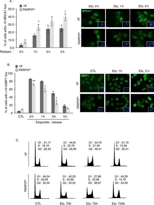 PARP3 helps to modulate the balance between BRCA1 and 53BP1. (A) Increased accumulation of BRCA1 at DSB sites in PARP3-depleted cells. Control (ctl) and PARP3-depleted cells (PARP3kd) were treated with etoposide (50 μM) for 1 h, released in fresh medium and processed for immunofluorescence at the indicated time points using an anti-BRCA1 antibody. The histogram depicts the percentage of cells displaying >10 BRCA1 foci. An average of 500 cells per condition were scored in > 20 randomly selected fields. Data are represented as the means of three independent experiments ±SD. *P < 0.05. Representative immunofluorescences of the quantification of the positive cells with BRCA1 foci (green) are shown. Insets: nuclei are stained in blue with DAPI. A similar pattern of BRCA1 foci was observed in both cell lines. (B) Decreased loading of 53BP1 in PARP3-depleted cells. Control (ctl) and PARP3-depleted cells (PARP3kd) were treated with etoposide (50 μM) for 1 h, released in fresh medium and processed for immunofluorescence at the indicated time points using an anti-53BP1 antibody. The histogram depicts the percentage of cells displaying >10 53BP1 foci. An average of 500 cells per condition were scored in > 20 randomly selected fields. Data are represented as the means of three independent experiments ±SD. *P < 0.05; **P< 0.01. Representative immunofluorescences of the quantification of the positive cells with 53BP1 foci (green) are shown. Insets: nuclei are stained in blue with DAPI. A similar pattern of 53BP1 foci was observed in both cell lines. (C) PARP3-depleted cells display a similar S-phase delay as control cells after etoposide treatment but a sustained G2/M arrest. FACS analysis of ctl and PARP3kd cells mock-treated (CTL) or treated with etoposide for 3 h (Eto, 5 μM) and released in fresh medium for the indicated time points (0 h (non released), 5 h, 24 h). y axis: cell numbers; x axis: relative DNA content based on propidium iodide staining.