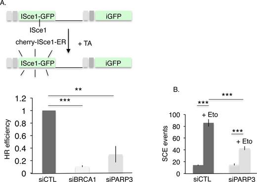 HR-mediated DSB repair is impaired by the depletion of PARP3. (A) HR efficiency is decreased after PARP3 depletion. The frequency of HR-mediated repair events was analyzed in U2OS+DR-GFP cells after transfection with the indicated siRNA and nuclear translocation of ISceI induced by exposure to Triamcinolone Acetonide (TA). The values correspond to the fold decrease of HR efficiency relative to the control (siCTL) and represent the means of three independent experiments ±SD. **P< 0.01; ***P< 0.001. (B) Etoposide-induced SCE formation is reduced in PARP3-depleted cells. SCE formation was analyzed in undamaged or etoposide-treated (+Eto) MDA-MB231 cells after transfection with the indicated siRNA. ***P< 0.001.