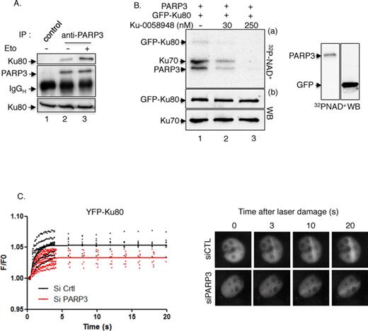 PARP3 interacts with and PARsylates Ku70–Ku80, and facilitates its recruitment to laser-induced DNA damage sites. (A) Enhanced association of PARP3 and Ku80 upon etoposide treatment. MDA-MB231 cells were mock-treated (lanes 1–2) or exposed to etoposide (50 μM) for 1 h and released in fresh medium for 2 h (lane 3). Cell extracts were immunoprecipitated with a control antibody (lane 1) or an anti-PARP3 antibody (lanes 2–3) and analyzed by western blotting using successively anti-Ku80 and anti-PARP3 antibodies. Input corresponds to 1/16 of the total amount of cell extracts used for immunoprecipitation. (B) PARP3 PARsylates the Ku70-Ku80 dimer. Immunopurified GFP–Ku80 was incubated with purified PARP3 and assayed for PARP activity in the absence (lane 1) or in the presence of Ku-0058948 (lanes 2–3). In similar experimental conditions, no PARsylation of GFP alone was detected. (C) Reduced recruitment of YFP-Ku80 at laser-induced DNA damage sites in PARP3-depleted cells. Left panel: MDA-MB231 cells were treated with the indicated siRNA for 48 h, transfected with YFP–Ku80 for 17 h and processed for laser microirradiation and live cell imaging as detailed in the Materials and Methods section. The difference in average fluorescence intensity in the damaged versus undamaged region is plotted against time. Right panel: a representative example of mock-depleted (siCTL) and PARP3-depleted (siPARP3) cells before and after microirradiation is shown.