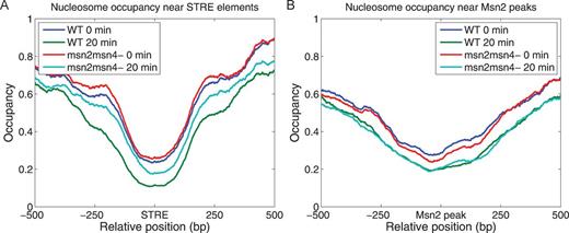 Msn2 reduces the average nucleosome occupancy near its binding sites following nutrient downshift. The distribution of nucleosome occupancy around STREs (A) and Msn2 binding sites (B), as defined in the legend to Figure 2, are shown before (blue line) and after (green line) the glucose-to-glycerol downshift in wild-type cells and before (red line) and after (cyan line) the glucose-to-glycerol downshift in msn2 msn4 mutant cells.