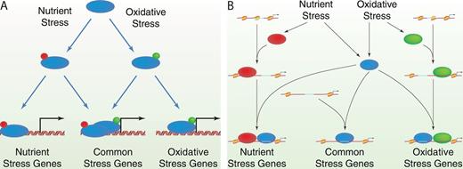 Possible mechanisms for stress-specific binding of Msn2 to different sets of genes. (A) Different stresses could result in distinct modifications (red versus green dots) of Msn2 (blue oval), which could alter the binding specificity or the nuclear occupancy dynamics and which would lead to interaction with different but overlapping sets of stress-responsive genes. (B) Different stresses could activate Msn2 (blue oval) as well as a stress-specific transcription factor (red oval for nutrient stress and green oval for oxidative stress). Those genes with STREs lying in nucleosome-free domains would bind Msn2 under either condition. However, binding of the stress-specific transcription factor could partially unwrap adjacent nucleosomes (beige ovals) to reveal additional, previously inaccessible STREs to which Msn2 could bind.