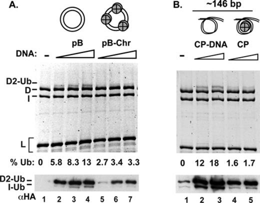 Comparison of nucleosomal DNA and free DNA in ID2 ubiquitination. (A) Nucleosomes assembled on plasmid DNA, or (B) in the context of core particles, were compared to free DNA in ID2 ubiquitination. The reaction mixtures were analyzed by fluorescent staining of proteins after 6 h of incubation (top) or by western blotting after 1.5 h of incubation (bottom). The percent of FANCD2 that had been ubiquitinated (% Ub) after 6 h of incubation is indicated.