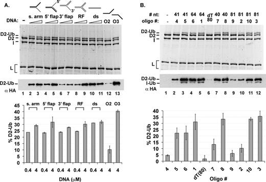 DNA substrate specificity in ID2 ubiquitination. (A) ID2 ubiquitination was examined with a variety of oligonucleotide-based DNA substrates as indicated (either 0.4 or 4 μM) or with 4-μM single-stranded oligonucleotides [lanes 12–13 and (B)]. Analysis was by either fluorescent staining (18-h incubation) or western blotting (3-h incubation). Quantification of FANCD2 monoubiquitination after 18 h of incubation is shown. Error bars indicate the standard deviation from at least two independent experiments.