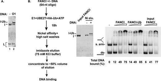 Monoubiquitination of FANCI has no impact on DNA binding. (A) FANCI monoubiquitination (20-h incubation) was conducted with oligonucleotide O1 (64 nucleotides) as DNA co-factor. A control reaction without DNA (lane 1) was performed. (B) After affinity purification (left and middle panels), the unmodified FANCI and the monoubiquitinated preparation were tested for DNA binding using linear dsDNA and splayed-arm DNA (right panel), as in Figure 4.