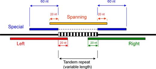 Schematic of probes design for an example repeat of total length 80 bp (striped box). The length of all probes is 120 nt. The flanking probes on the left and right (red and green bars, respectively) are composed of 20 nt inside the repeat and 100 nt of unique flanking sequence. The special probe (split blue bar) mixes together the 60 nt of unique sequences flanking the repeat at the left and right. The spanning probe (orange bar) covers the whole repeat plus a few unique bases in the flanks. nt: nucleotides.