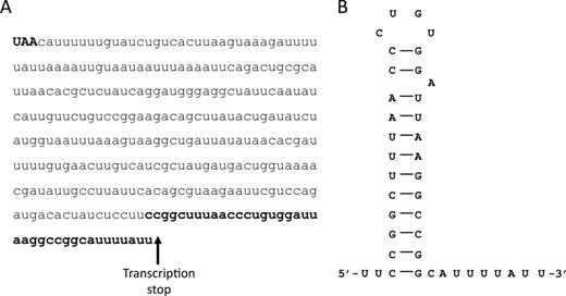 (A) Nucleotide sequence of the hilD 3′UTR. The first three nucleotides (in bold capital letters) correspond to the hilD stop codon. Nucleotides in bold at the 3′ end of the sequence constitute the Rho-independent transcriptional terminator depicted in panel (B). The arrow indicates the hilD transcription termination point determined by 3′RACE. (B) Stem-loop structure of the Rho-independent transcriptional terminator predicted by RNAfold software (bold nucleotides in panel (A)).