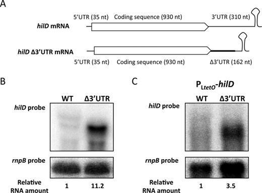 (A) Diagrams of hilD mRNA and hilD Δ3′UTR mRNA. The thick line in the 3′ region of hilD Δ3′UTR mRNA represents the 82-nt pKD13 scar. The Rho-independent transcriptional terminator is left intact in the constructs. (B and C) Northern blots of hilD and hilD Δ3′UTR mRNAs when hilD is transcribed from its own promoter (B), and when transcription is driven by the PLtetO promoter (C). Three discrete bands are detected with a riboprobe when hilD is transcribed from its native promoter. rnpB mRNA has been used as loading control. For quantification, the ratio hilD/rnpB was normalized to 1 in hilD mRNA carrying a native 3′UTR.