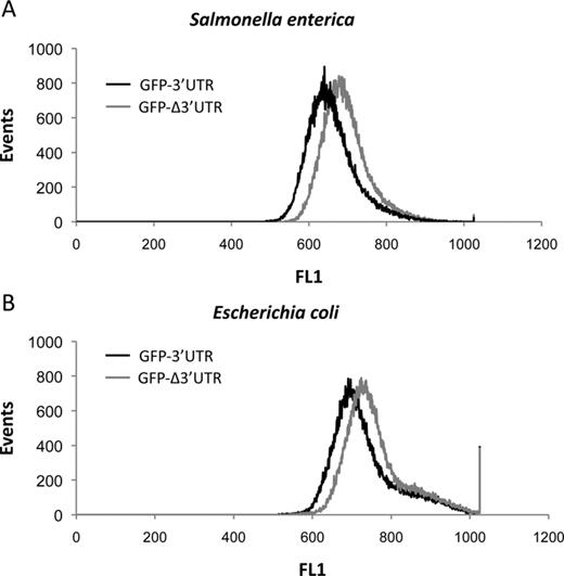 Histogram plots showing the fluorescence of Salmonella enterica (A) or Escherichia coli cells (B) carrying the gfp gene with either the hilD 3′UTR (GFP-3′UTR, solid line) or the hilD Δ3′UTR (GFP-Δ3′UTR, dashed line) downstream of the gfp stop codon. Over 50 000 particles were analyzed for each sample using a Cytomics FC500-MPl flow cytometer. Three independent experiments were performed, and the histogram plots depicted are representative of the results obtained. Analysis of data was performed using the CXP software.