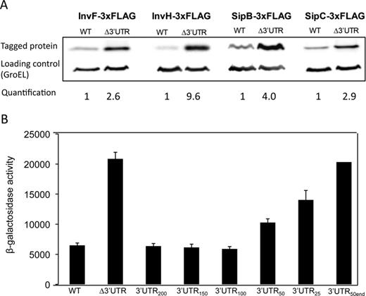 (A) Western blots of InvF-3xFLAG, InvH-3xFLAG, SipB-3xFLAG and SipC-3xFLAG in protein extracts from hilD 3′UTR+ and hilD 3′UTR− hosts. GroEL was used as loading control. For quantification, the ratio 3xFLAG-tagged protein/GroEL was relativized to 1 in the hilD 3′UTR+ background. (B) β-Galactosidase activity of a sipC::lac fusion in Salmonella enterica strains containing a native hilD 3′UTR (wt) or alleles with deletions of the hilD 3′UTR (Δ3′UTR, 3′UTR200, 3′UTR150, 3′UTR100, 3′UTR50, 3′UTR25 and 3′UTR50end).