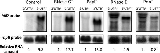 Northern blots of hilD and hilD Δ3′UTR mRNAs in Salmonella enterica strains lacking RNase G, PapI, RNase E, or Pnp. For simplicity, hilD and hilD Δ3′UTR mRNAs have been labeled 3′UTR+ and 3′UTR−, respectively. A riboprobe specific for hilD was used, and rnpB mRNA was used as an internal control. For quantification, the hilD/rnpB ratio was relativized to 1 in a 3′UTR+ background.