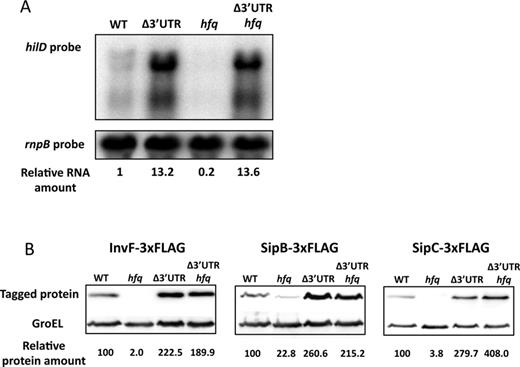 (A) hilD mRNA levels in Hfq+hilD 3′UTR+, Hfq+hilD 3′UTR−, Hfq−hilD 3′UTR+ and Hfq−hilD 3′UTR− isogenic strains. hilD mRNA was detected by northern blot using a specific riboprobe, and rnpB mRNA was used as an internal control. For quantification, the ratio hilD mRNA/rnpB mRNA was relativized to 1 in Hfq+hilD 3′UTR+ background. (B) Western blots of InvF-3xFLAG, SipB-3xFLAG and SipC-3xFLAG in protein extracts from wild type, Δ3′UTR, Hfq− and Δ3′UTR Hfq− hosts. GroEL was used as loading control. For quantification, the ratio 3xFLAG-tagged protein/GroEL was relativized to 1 in the WT background.