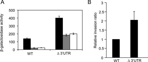(A) β-Galactosidase activity of an invF::lac fusion in hilD 3′UTR+ and hilD Δ3′UTR hosts grown under different conditions: (i) standard conditions (black bars); (ii) exponentially growing cultures with high aeration (gray bars); and (iii) stationary phase cultures grown under low osmolarity (LB without salt). (B) Relative invasion ratios of epithelial HeLa cells by Salmonella enterica serovar Typhimurium carrying either the native hilD 3′UTR (wild-type strain ATCC 14018) or the hilD Δ3′UTR allele (hilD Δ3′UTR Kmr, strain SV6189). The invasion ratio was determined 2 h post-infection and is expressed as the ratio between viable intracellular bacteria and viable bacteria added to the HeLa cell culture. For simplicity, ratios were normalized to the infection ratio of ATCC 14028. Each experiment was run in triplicate, and the data represented are averages of five independent experiments, with standard deviations shown as error bars. The difference in invasion ratios was significant (P < 0.05) according to Student's t test.