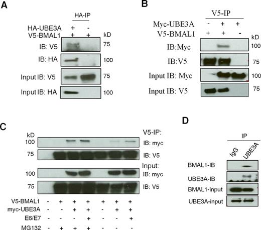UBE3A interacts with BMAL1 both in the presence and absence of E6/E7. (A) Co-IP of HA-UBE3A and V5-BMAL1 in HEK 293T cells. IP was performed using an anti-HA antibody and precipitated V5-BMAL1 or HA-UBE3A was detected by IB using an anti-V5 or anti-HA antibody (top and middle panels). (B) V5 Co-IP showing that V5-BMAL1 could pull down Myc-UBE3A. MG132 (5 μM) was applied in all cases. (C) Co-IP of V5-BMAL1 and myc-UBE3A in HEK 293T cells in the presence or absence of MG132. IP was performed using an anti-V5 antibody and precipitated myc-UBE3A or V5-BMAL1 was detected by IB (top two panels). (D) Endogenous Co-IP between UBE3A and BMAL1 in SW1353 human chondrocytes in the presence of MG132. IP was performed using an anti-UBE3A antibody and the precipitated BMAL1 was detected by IB (top two panels).