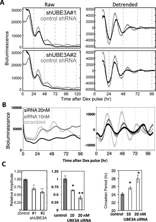 Knockdown of endogenous UBE3A disrupts circadian rhythms in mammalian cells. (A) Representative raw (left) and detrended (right) bioluminescence traces of Bmal1::Luc NIH3T3 cells treated with shRNA #1 (top) and #2 (bottom) against Ube3a. (B) Representative traces of Per2::luc SW1353 cells treated with human Ube3a SiRNA constructs at 10 (mid-grey) and 20 nM (black) doses. Scrambled SiRNA was used as control. (C) Left panels: circadian amplitude analysis (n = 3, shRNA #1 P < 0.01; shRNA #2 P < 0.001; RNAi 10 nM, P < 0.05; RNAi 20 nM, P < 0.01). Right panel: circadian period analysis (n = 3, t-tests: RNAi 10 nM, P < 0.05; RNAi 20 nM, P < 0.05). Note: the rapid dampening of circadian oscillation in shRNA-treated NIH3T3 cells prevented proper evaluation of periodicity. *P < 0.05; **P < 0.01; ***P < 0.001.