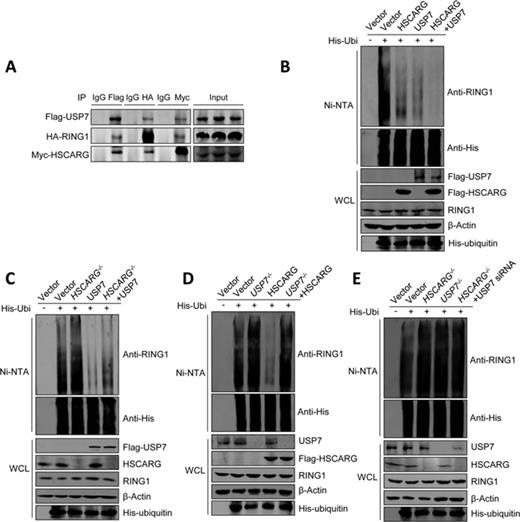 HSCARG depends on USP7 in inhibiting RING1 ubiquitination. (A) HSCARG, RING1 and USP7 form a complex. HEK293T cells were transiently transfected with Flag-USP7, HA-RING1 and Myc-HSCARG. Forty-eight hour later, Co-IP analysis was performed with anti-Flag/HA/Myc antibodies or control mouse IgG, followed by western blot with anti-Flag, anti-HA and anti-Myc antibodies. (B)–(E) HSCARG depends on USP7 in inhibiting RING1 ubiquitination. The level of endogenous RING1 ubiquitination was monitored by His-ubiquitin pull-down analysis in HEK293T cells (B) or HSCARG−/−, USP7−/− and wild-type HCT116 cells transfected with indicated plasmids (C)–(E).