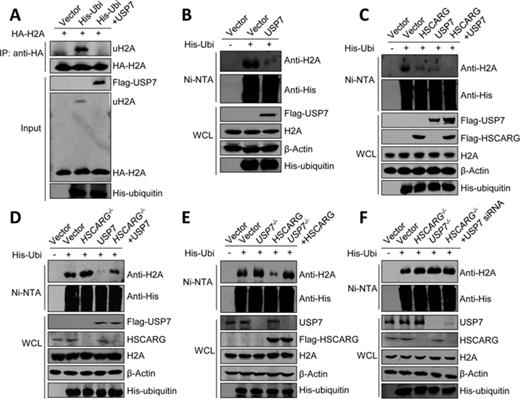 HSCARG depends on USP7 in inhibiting H2A ubiquitination. (A) USP7 inhibits H2A ubiquitination. HEK293T cells were transfected with HA-H2A, His-ubiquitin and Flag-USP7 as indicated. Forty-eight hour later, denaturing immunoprecipitation was performed using the anti-HA antibody and protein G. The bound complexes were analyzed by western blot with anti-His and anti-HA antibodies. (B) USP7 inhibits endogenous H2A ubiquitination. HEK293T cells transfected with His-ubiquitin and Flag-USP7 were subjected to His-ubiquitin pull-down assay using indicated antibody. (C)–(F) HSCARG depends on USP7 in inhibiting H2A ubiquitination. The level of endogenous H2A ubiquitination was monitored by His-ubiquitin pull-down analysis in HEK293T cells (C) or HSCARG−/−, USP7−/− and wild-type HCT116 cells transfected with indicated plasmids (D)–(F).