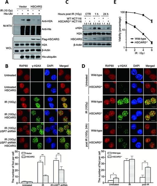 HSCARG affects DNA damage response. (A) HSCARG inhibits IR-induced H2A ubiquitination. HCT116 cells were treated with IR (10 Gy) and incubated for 1 h and then the level of H2A ubiquitination was detected by His-ubiquitin pull-down analysis. (B) HSCARG affects subcellular location of endogenous RAP80 in response to DNA damage. HeLa cells were transfected with or without Flag-HSCARG. For the USP7-depleted group, to get efficient USP7-knockdown cells, HeLa cells were transfected with USP7 shRNA and selected with puromycin before used; the knockdown effect was examined in Supplementary Figure S4A. At 24 h after transfection, cells were treated with IR (10 Gy), and 1 h later, cells were stained using anti-RAP80 antibody (red), anti-γ-H2AX antibody (green) and DAPI (blue). The average number of RAP80 foci per cell was quantified in at least 300 cells per sample. Error bars represent the SD of five independent experiments. P value was determined by Student's t-test. **indicates P < 0.01. Scale bar, 10 μm. (C) HSCARG deletion increases the persistence of H2A ubiquitination in response to IR. Both wild-type and HSCARG−/− HCT116 cells were treated with or without IR (1 Gy), cells were harvested at indicated time and the endogenous level of H2A ubiquitination was detected and quantified. The levels of uH2A were normalized against the total amount of uH2A and H2A. (D) RAP80 was trapped in HSCARG−/− HeLa cells. The subcellular location of endogenous RAP80 was detected in both wild-type and HSCARG−/− HeLa cells with indicated treatments. The average number of RAP80 foci per cell was quantified in at least 300 cells per sample. Error bars represent the SD of five independent experiments. P value was determined by Student's t-test. **indicates P < 0.01. *indicates P < 0.05. Scale bar, 10 μm. (E) HSCARG−/− cells are more sensitive to IR. Clonogenic survival assay was performed (see the Materials and Methods section). Data are from three independent experiments.