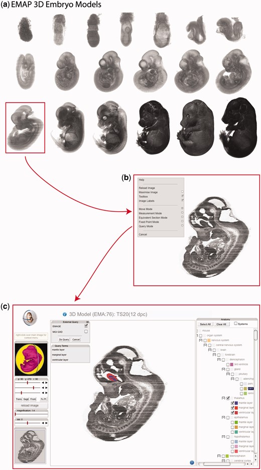 使用eMouseAtlas查询EMAGE。（a） eMouseAtlas（EMAP）提供小鼠胚胎发育的3D模型。这些模型用作存储空间信息的框架，例如描绘的解剖区域。（b） IIP3D剖面查看器允许查看通过3D EMAP模型的任意剖面。上下文菜单提供了其他选项，包括允许用户查询EMAGE和GXD的查询模式。（c） EMAGE查询可以选择多个解剖域，这些解剖域在剖面查看器中显示为彩色域。使用左侧面板完成章节导航。在右侧面板上，复选框允许用户打开/关闭剖面查看器中显示的解剖域。