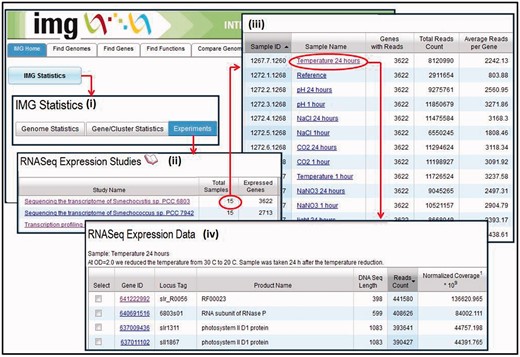 RNA-Seq data organization. (i) ‘Omics’ datasets generated can be accessed from ‘IMG Statistics’ on IMG’s front page, following the Experiments link available on the ‘IMG Statistics’ page. (ii) An RNA-Seq study is associated with samples and the number of genes expressed across all samples. (iii) Each sample is associated with the number of expressed genes, the total number of reads and the average number of reads per gene. (iv) An expressed gene is associated with a read count (total number of reads divided by the size of the gene) and normalized coverage (coverage for a gene in the experiment divided by the total number of reads in that experiment).