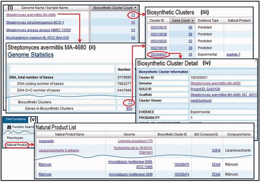 Biosynthetic clusters. (i) Genomes associated with biosynthetic clusters can be retrieved and examined using the ‘Genome Browser’. (ii) The number of biosynthetic clusters is provided in the ‘Genome Statistics’ section of the ‘Organism Detail’ page of a genome, together with a hyperlink to (iii) the list of biosynthetic clusters, whereby for each cluster the number of associated genes, the evidence type and the corresponding natural product are provided. (iv) A biosynthetic cluster can be examined using the ‘Biosynthetic Cluster Detail’ page, which includes information about the cluster. (v) ‘Natural Product List’ provides the list of the IMG genomes associated with natural products.