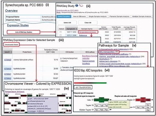RNA-Seq data exploration. (i) The list of RNA-Seq studies associated with a genome can be accessed from its ‘Organism Details’, with each study associated with (ii) a list of RNA-Seq experiments (samples). Individual samples can be selected for further analysis, such as (iii) examining its expressed genes as a list or using the (iv) chromosome viewer. A sample can be also examined in the context of (v) pathways that have at least one enzyme associated with an expressed gene in the sample, whereby for each pathway (vi) enzymes are displayed with colors representing the level of expression for the associated genes; mousing over an enzyme shows the number of expressed genes associated with the enzyme.