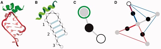 RNA干环结构（A）以标准二级结构表示（B）和RNA砖中使用的简化图表示（C）表示。简化图的节点对应于RNA 3D基序：灰白（B.1）、黑色茎（B.2）、开放圆圈末端片段（B.3）。灰色边缘表示共享的核苷酸残基或对，红色和蓝色边缘分别对应于分子内和晶体接触。绿色圆圈表示与蛋白质接触的基序。tRNA结构（PDB:1EHZ）简化图表示（D）。