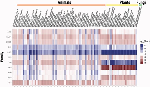 The heatmap of the classifications and the numbers of proteins for several major groups. Nine major groups of the PKs shown. For the PPs, the groups of PSPs and PTPs were visualized. The numbers of the PKs or PPs is commonly different across species. For example, RGC kinases have been exclusively detected in animals and not plants. Also, TKL kinases are only present in a small proportion of the animal PKs (8.2%), but are widely represented in plants (60.4%).