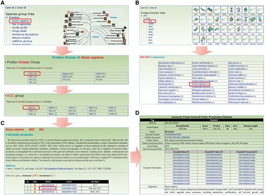 The browse option of EKPD. We provided two approaches for browsing the database: (A) By species. (B) By classifications. (C) For a PK or PP family, a brief description and the associated members are shown. (D) Detailed information on human AKT1.